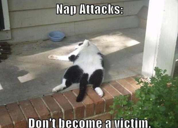 Nap Attacks - Cat humor