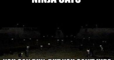 Ninja Cats - Cat humor