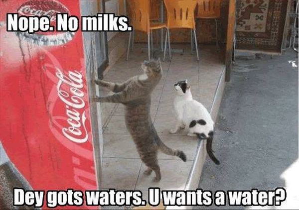 No Milk - Cat humor
