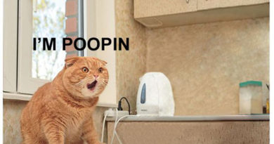 Pooping - Cat humor