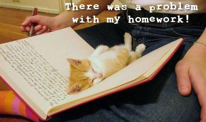Problem With Homework - Cat humor