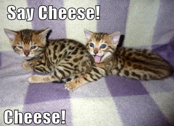 Say Cheese! - Cat humor