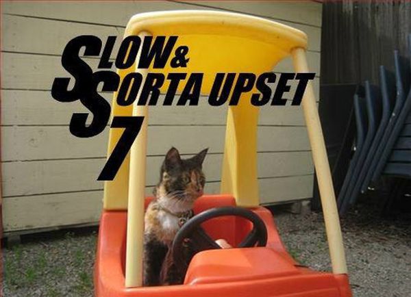 Slow & Sorta Upset 7 - Cat humor
