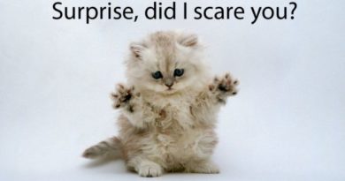 Surprise! - Cat humor