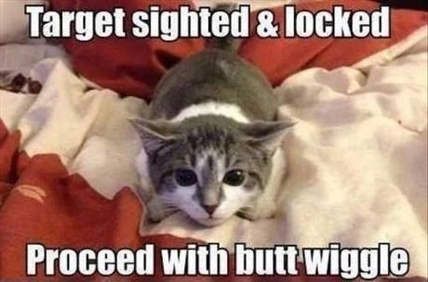 Target Sighted & Locked - Cat humor