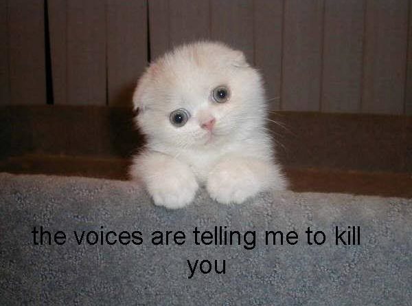 The Voices Are Telling Me... - Cat humor