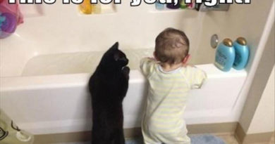 This Is For You, Right? - Cat humor