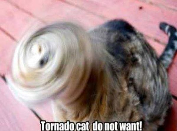 Tornado Cat - Cat humor