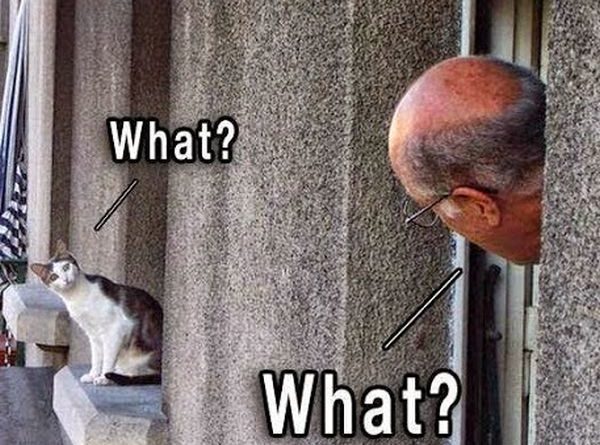 What? - Cat humor