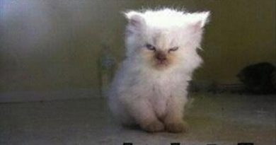 Whoever Woke Me Up... - Cat humor