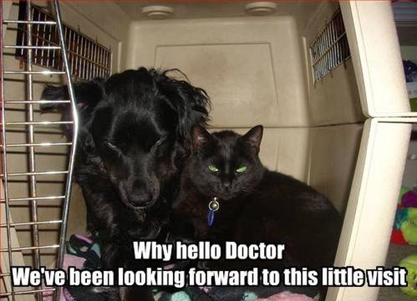 Why Hello Doctor! - Cat humor