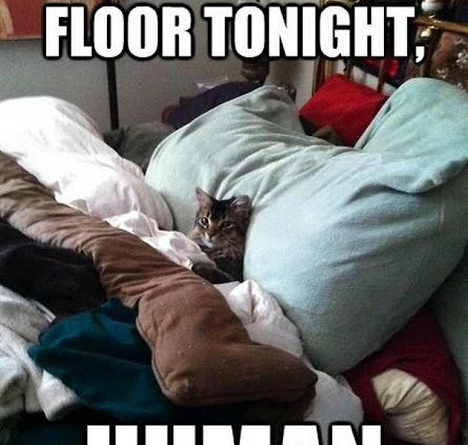 You Sleep On The Floor Tonight - Cat humor