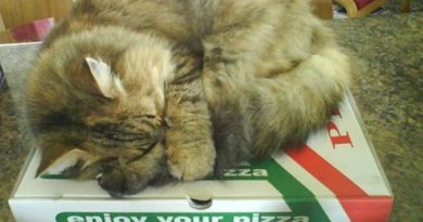 Enjoying Pizza - cat humor