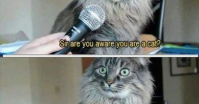 Cat Interview - Cat humor