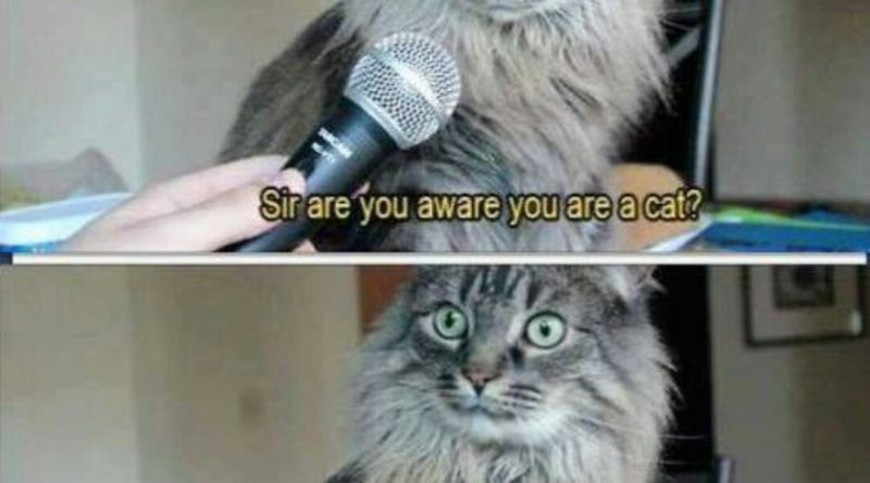 Cat Interview - Cat humor