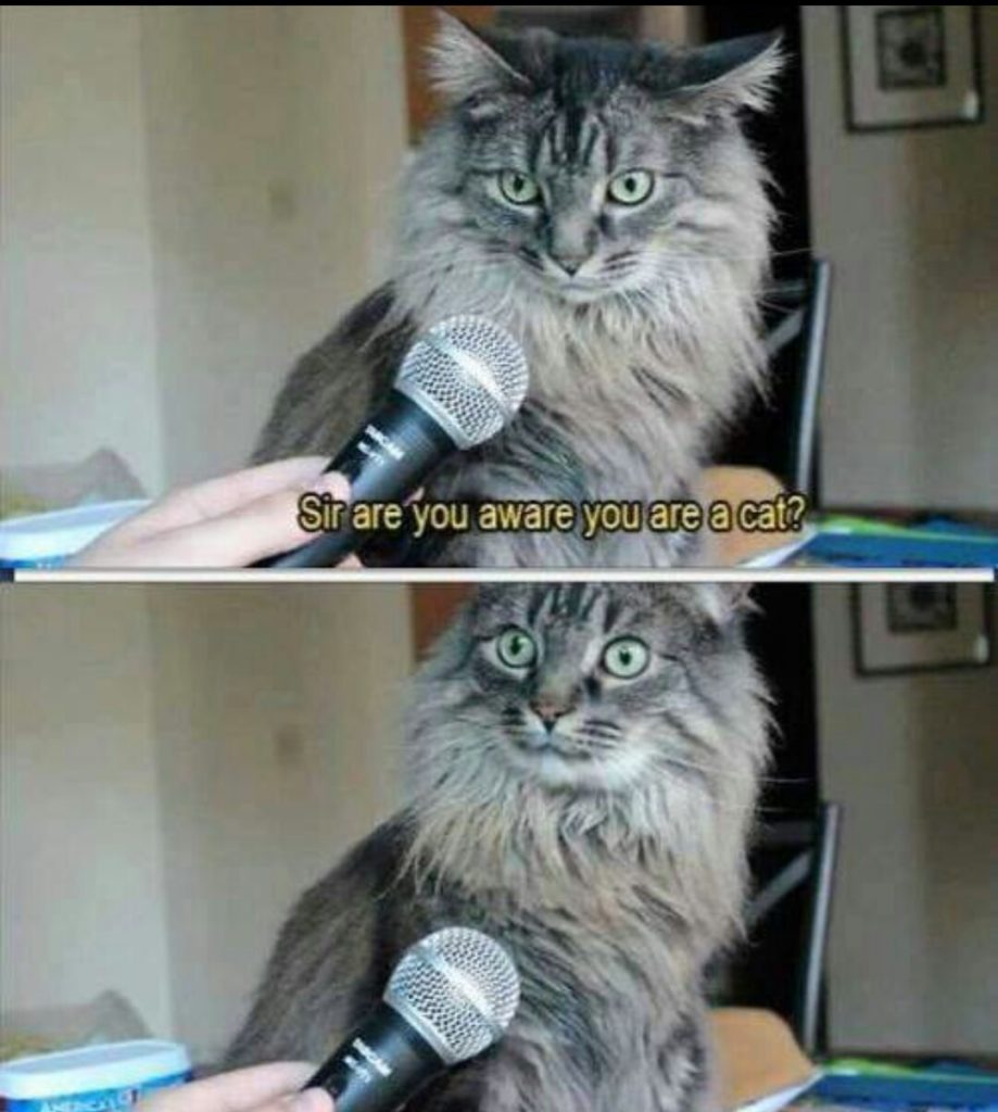 Cat Interview Cat Humor