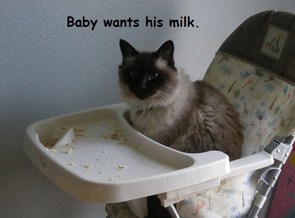 Baby Wants His Milk - Cat humor