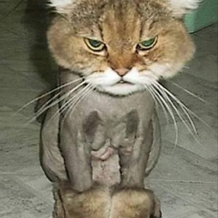 Fury Boots - Cat humor
