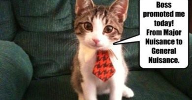 Boss Promoted Me Today - Cat humor