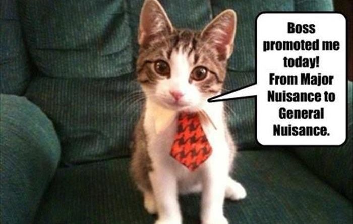 Boss Promoted Me Today - Cat humor