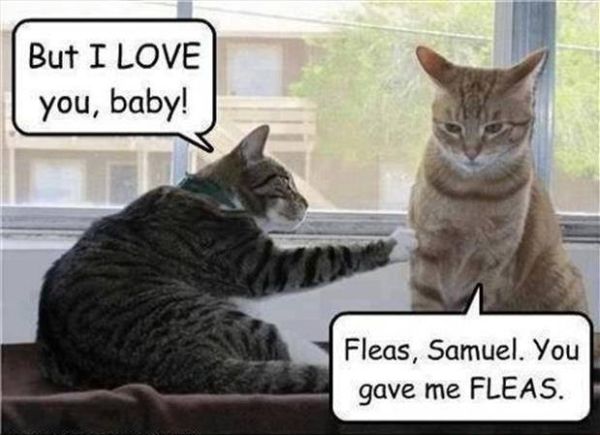 But I Love You Baby - Cat humor