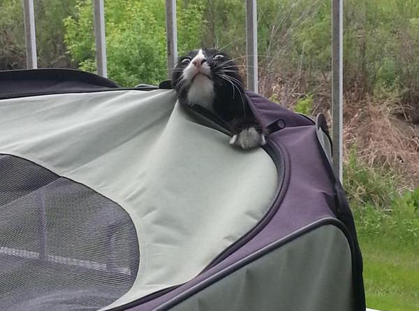 Camping was a bad idea - Cat humor