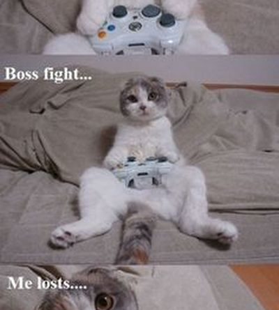 Can I play again? - Cat humor
