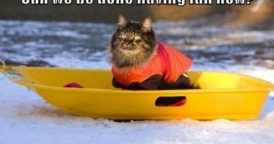 Can We Be Done Having Fun Now? - Cat humor