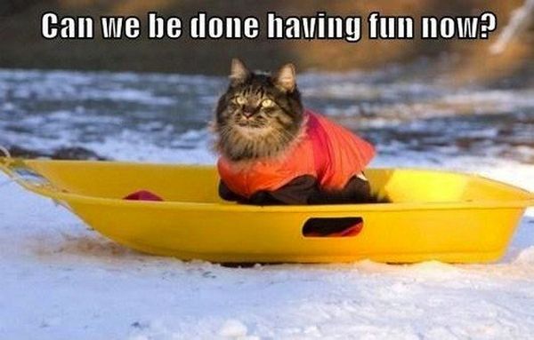 Can We Be Done Having Fun Now? - Cat humor
