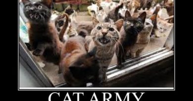 Cat Army - Cat humor