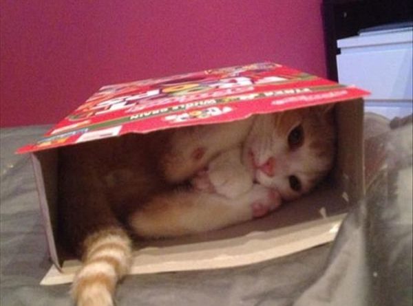 Cat Trap Is Working - Cat humor
