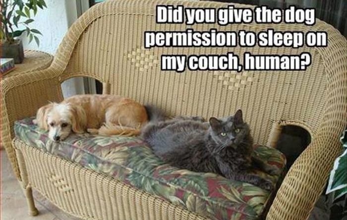 Did You Give The Dog Permission - Cat humor