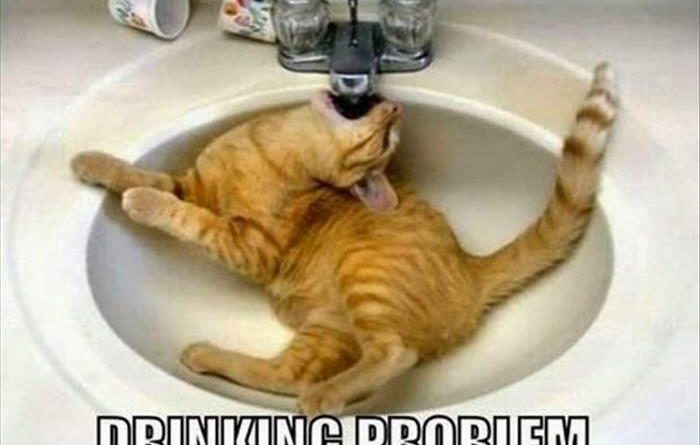 Drinking Problem - Cat humor