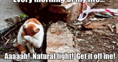 Every Morning - Cat humor