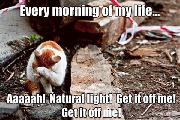 Every Morning - Cat humor
