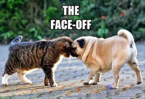 The Face-Off - Cat humor