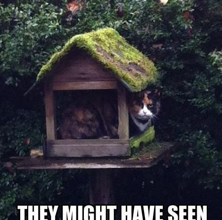 Cat Ambush - Cat humor