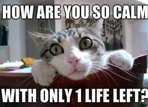 How Are You So Calm? - Cat humor