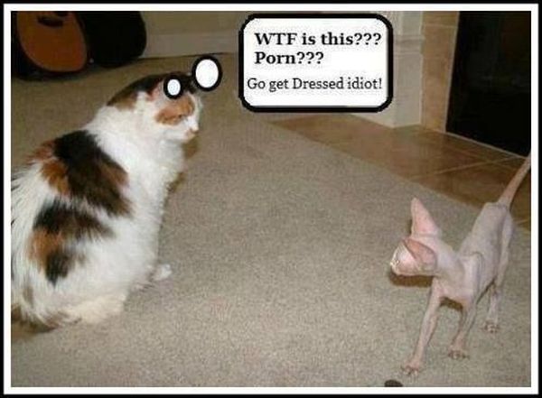 WTF Is This???? - Cat humor