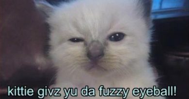 Fuzzy Eyeball - Cat humor