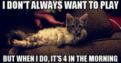 I Don't Always Want To Play - Cat humor