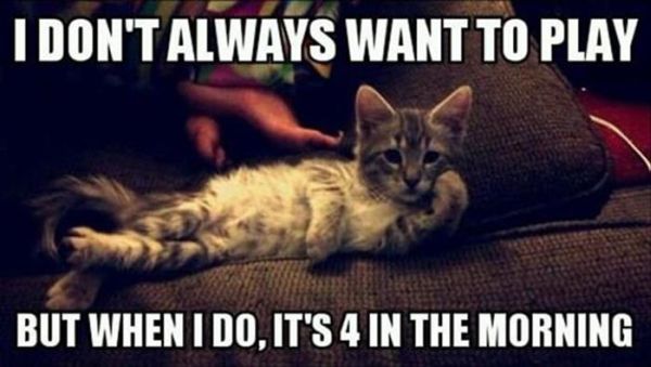 I Don't Always Want To Play - Cat humor