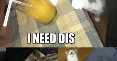 I Need Dis... - Cat humor