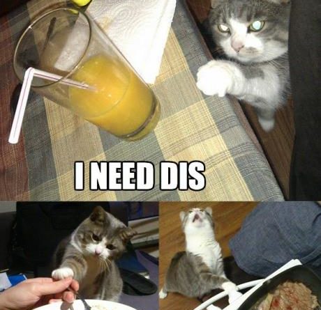 I Need Dis... - Cat humor