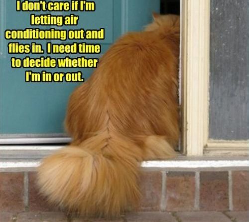 I Need Time To Decide - Cat humor