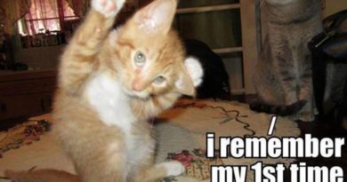 I Remember My First Time... - Cat humor