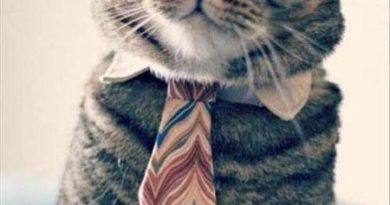 If You Look Into My Resume - Cat humor