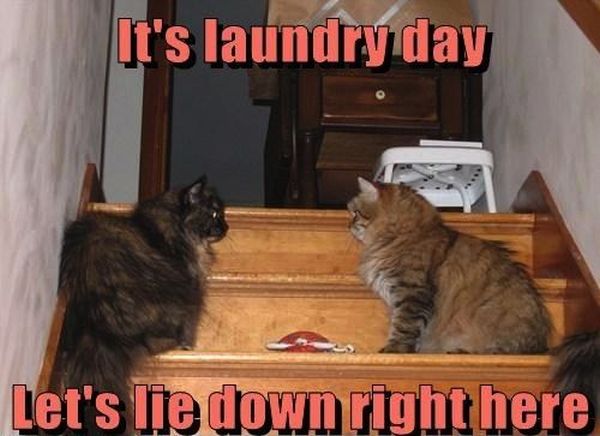 It's Laundry Day - Cat humor