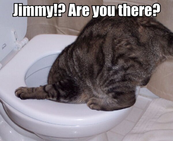 Jimmy!? - Cat humor