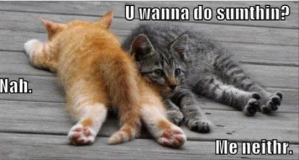 A Lazy Day - Cat humor
